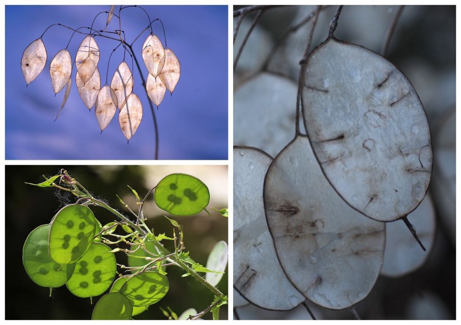 Лунария Lunaria annua