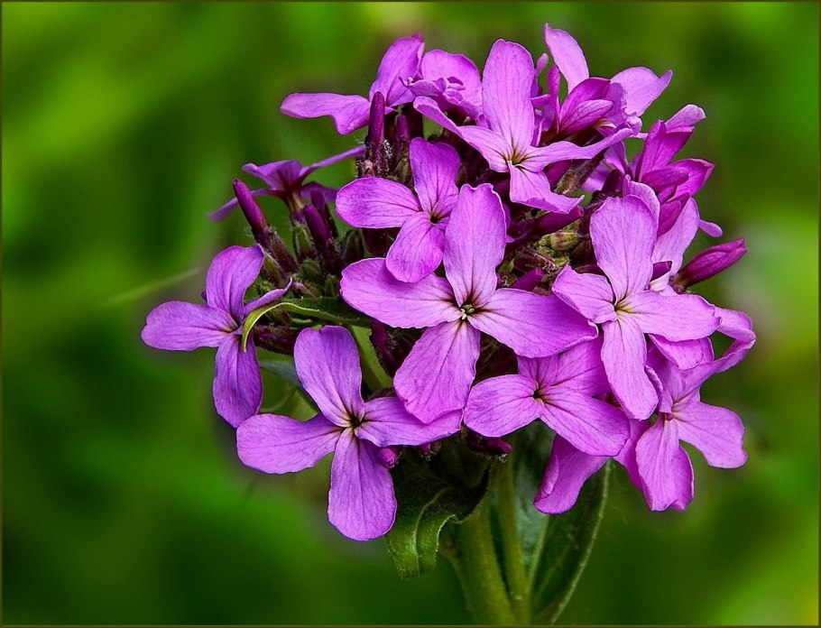 Lunaria annua Лунник однолетний