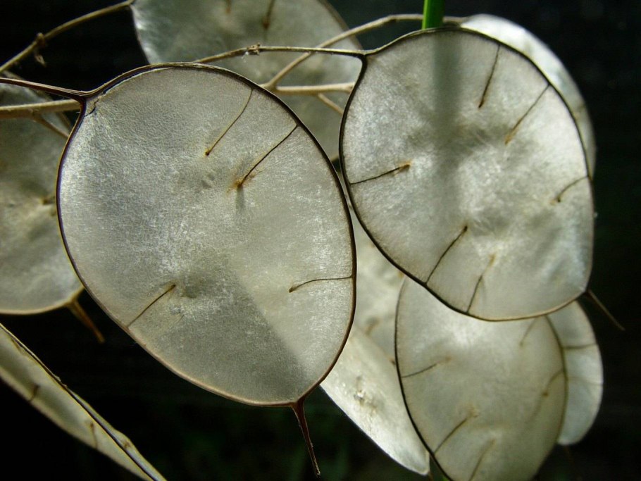 Lunaria annua Лунник однолетний