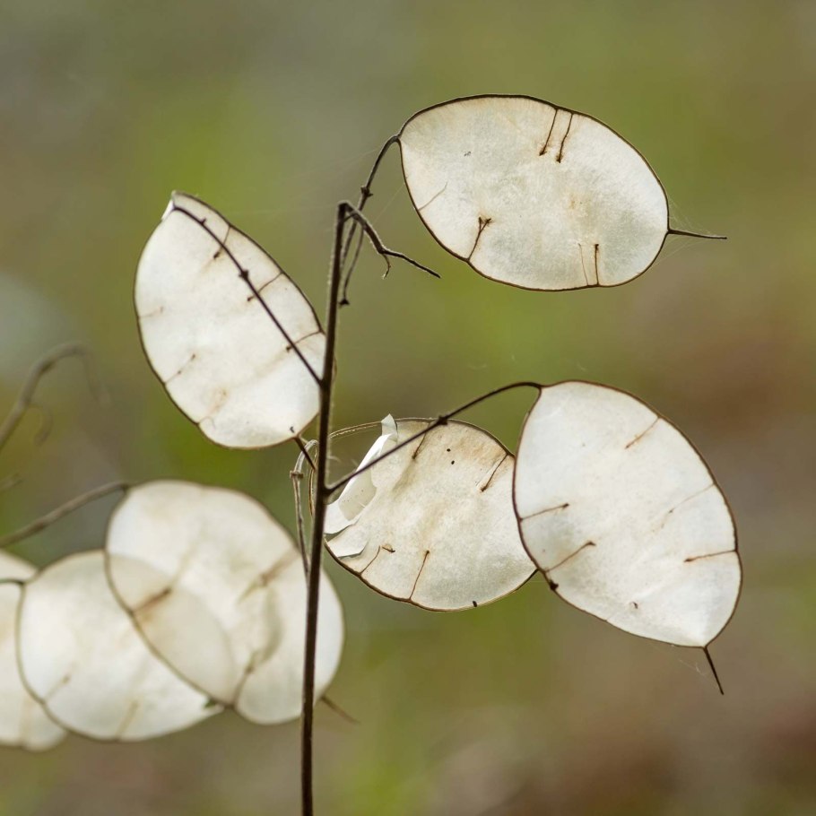Лунарии в живописи