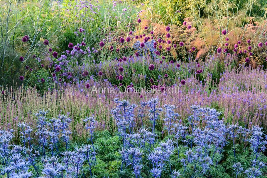 Синеголовник Альпийский Барракуда