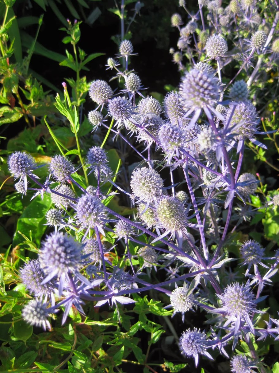 Эрингиум Вифлеем