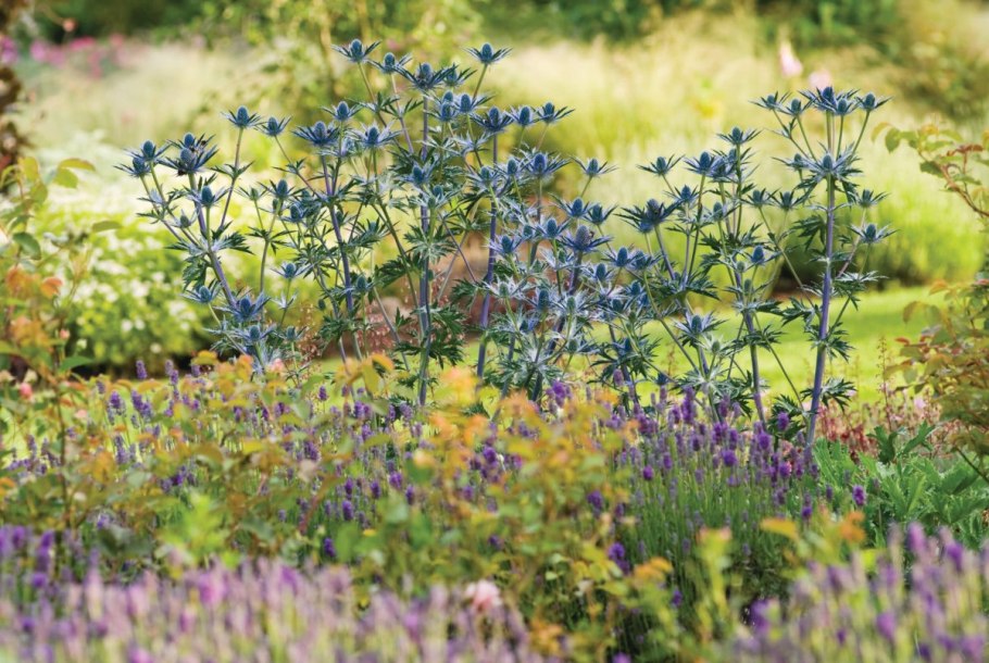 Синеголовник в цветнике
