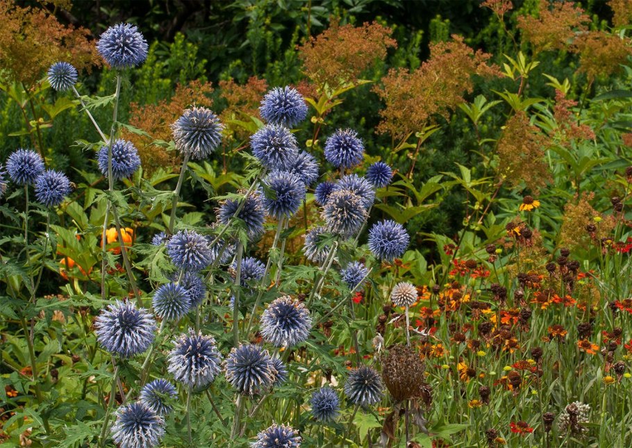 Мордовник шароголовый медонос