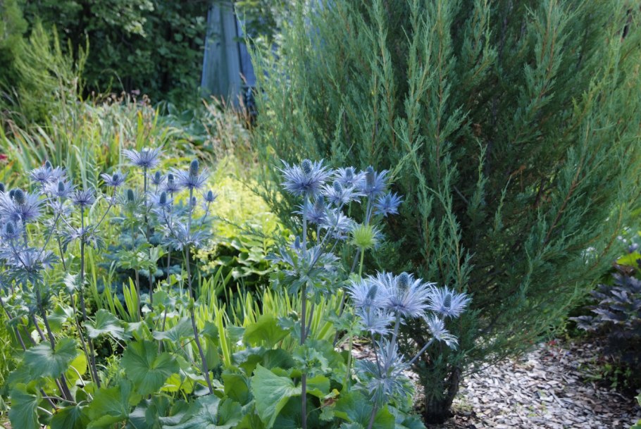 Синеголовник Альпийский 'Blue Star'