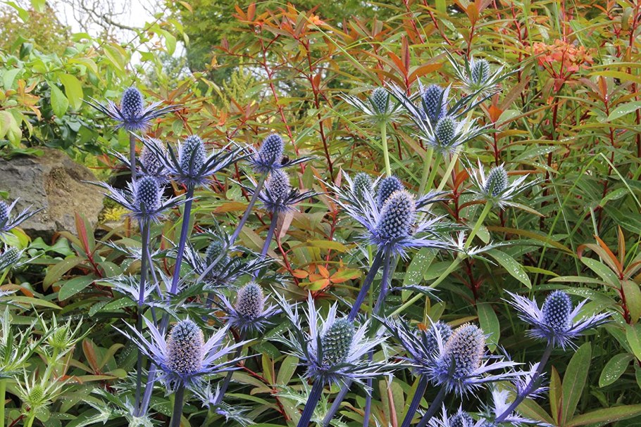 Синеголовник Альпийский