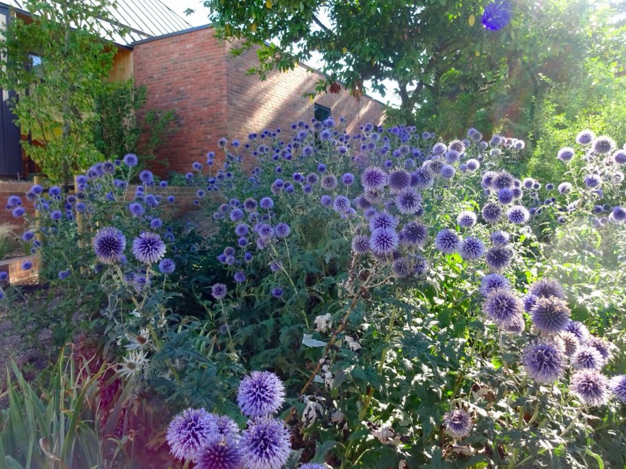 Мордовник обыкновенный (Echinops ritro)