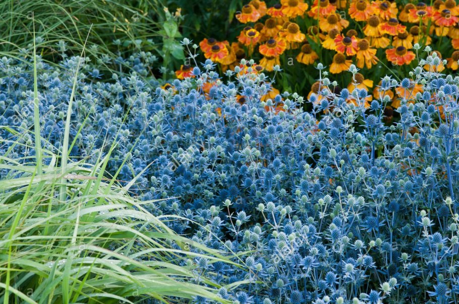 Мордовник шароголовый