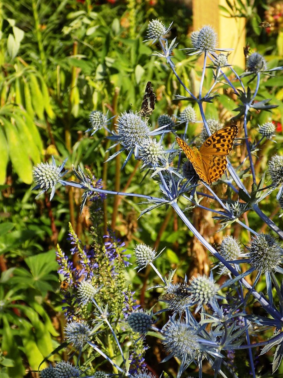 Синеголовник Альпийский
