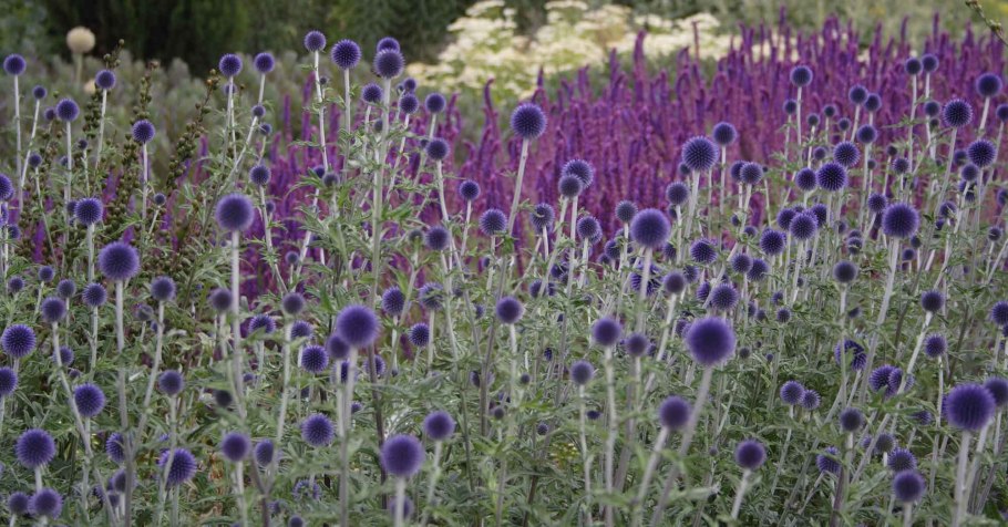 Мордовник ritro