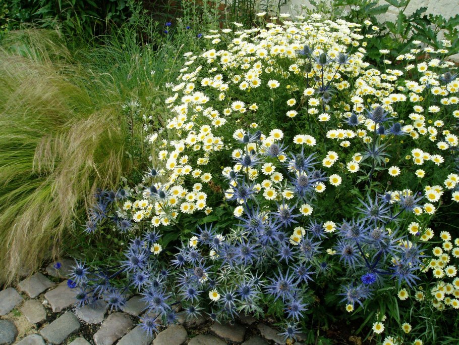 Синеголовник Бурже