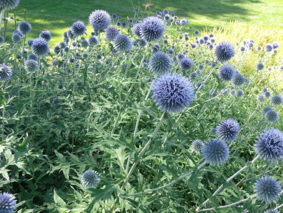 Мордовник морской еж