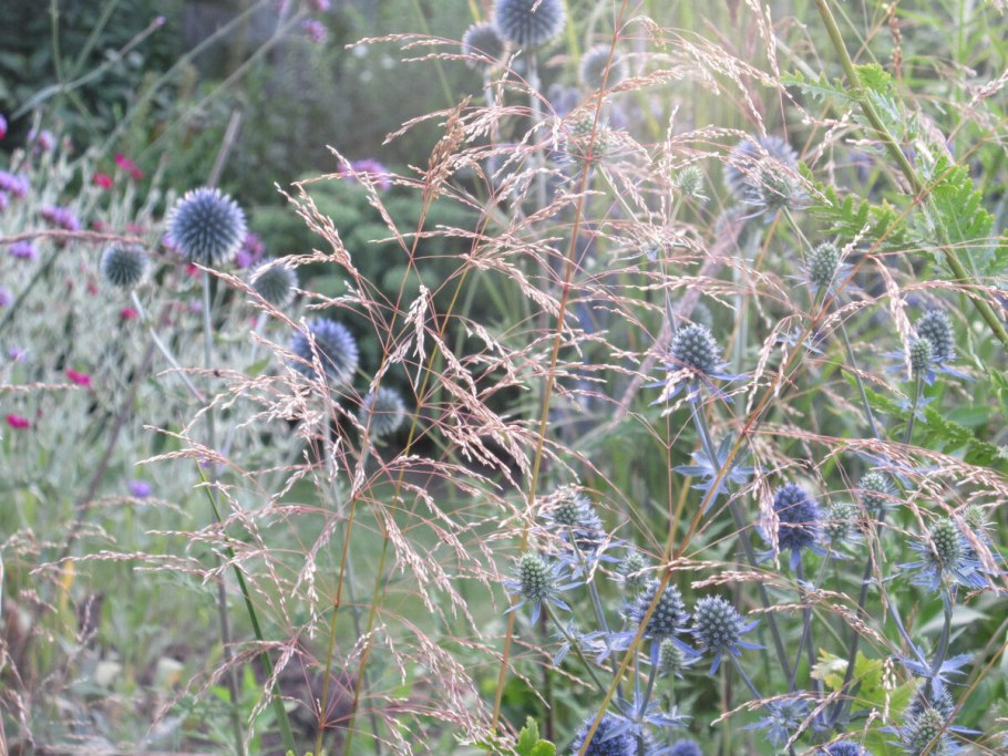 39. Синеголовник плосколистный