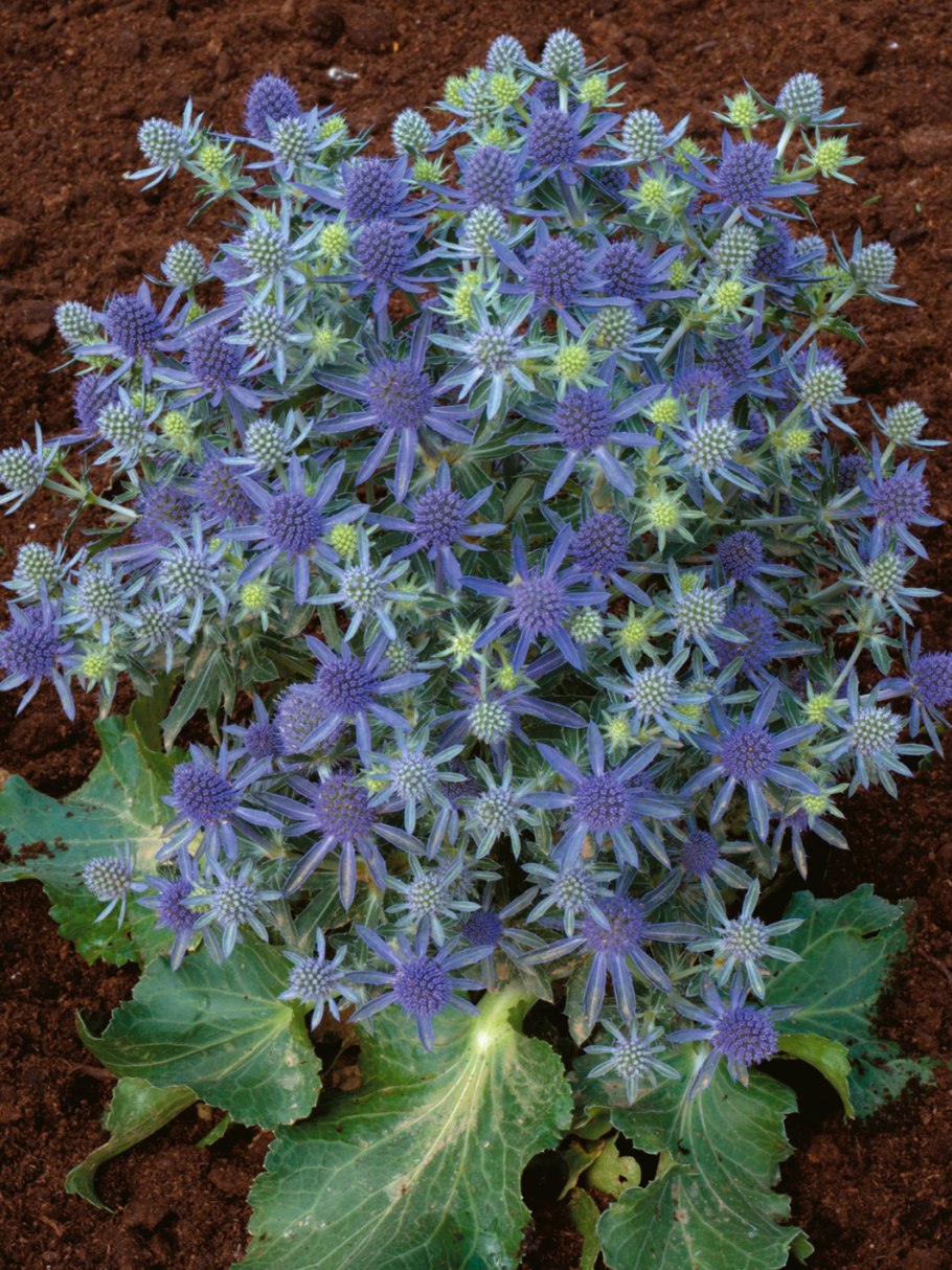 Мордовник и синеголовник