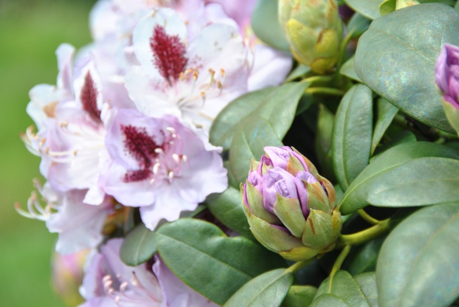 Рододендрон гибридный Эренгольд