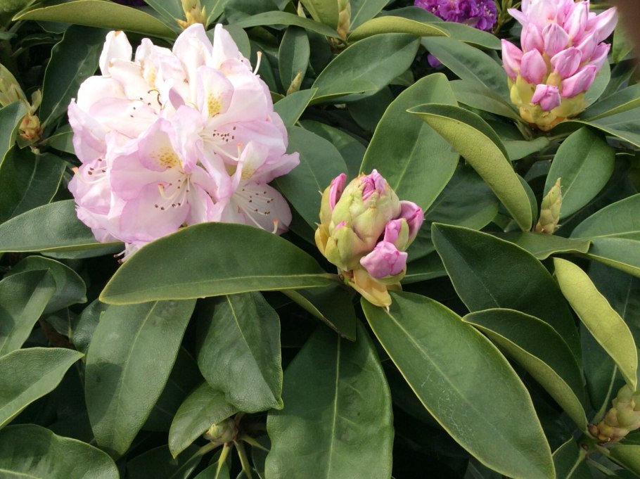 Рододендрон Metallica