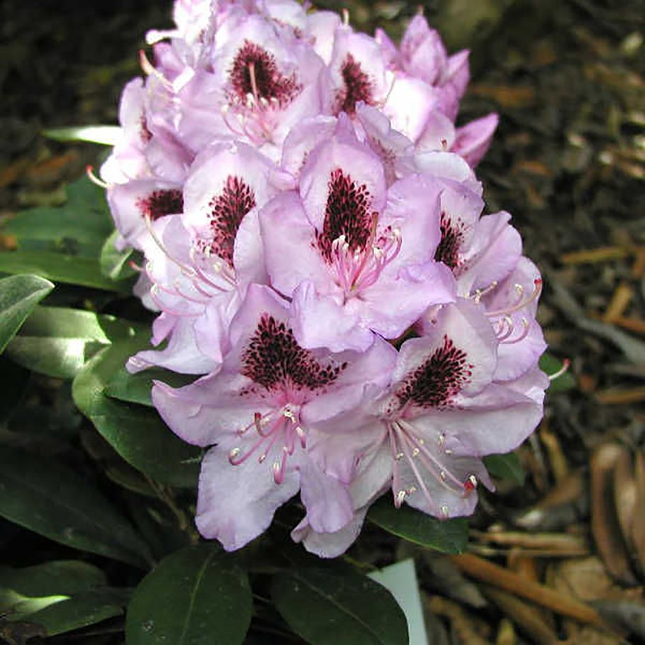 Рододендрон гибридный Гумбольд