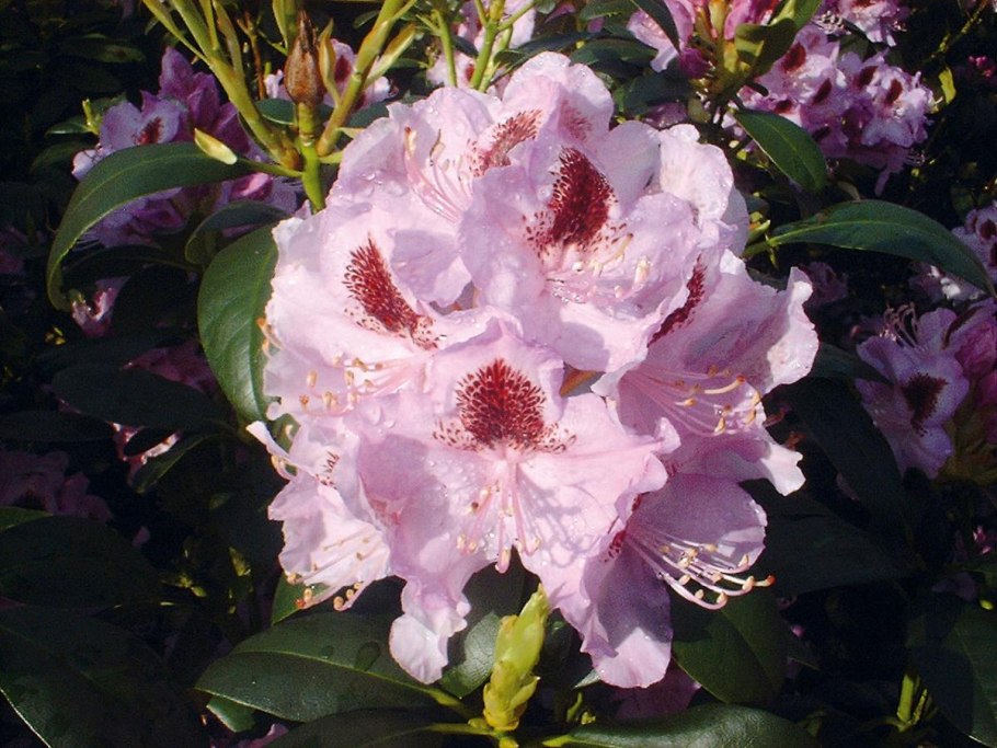 Рододендрон калифорнийский