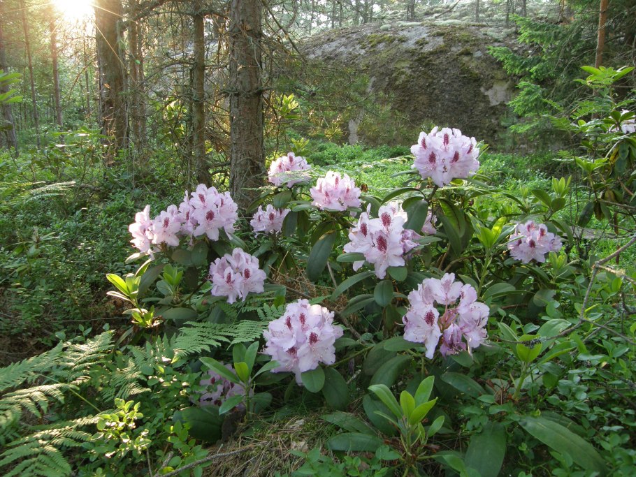 Рододендрон гибридный Гумбольд