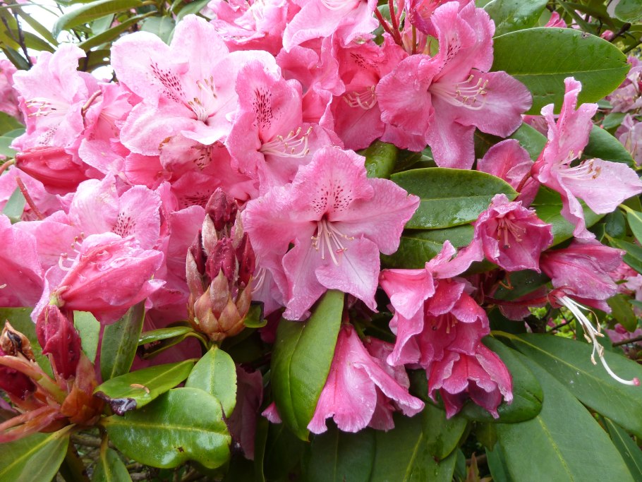 Рододендрон изадора