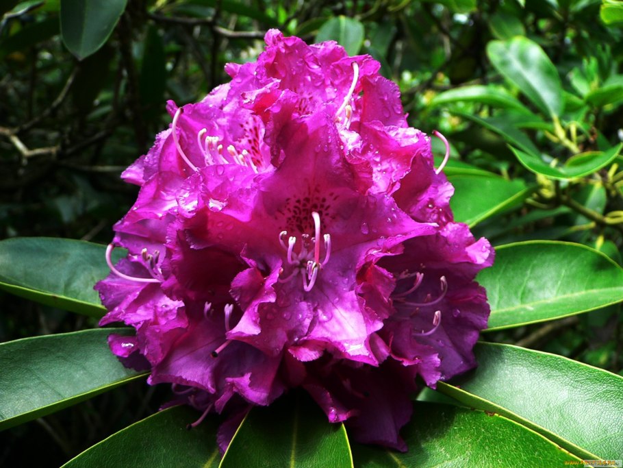 Рододендрон гибридный Humboldt