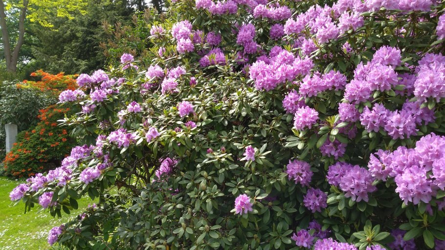 Рододендрон дикий