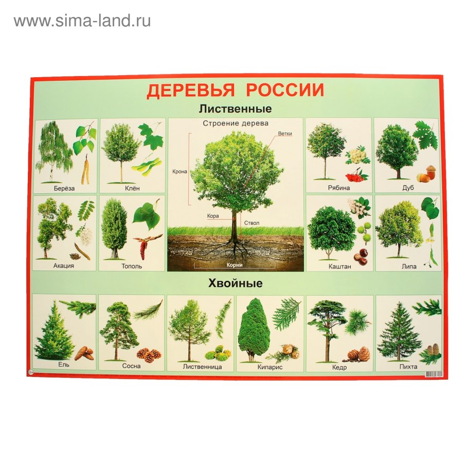 Растения ельника