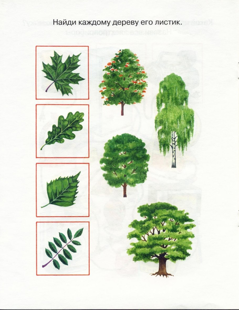 Свойства разных пород древесины таблица