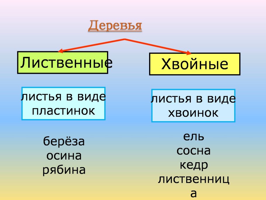 Хвойные презентация 5 класс