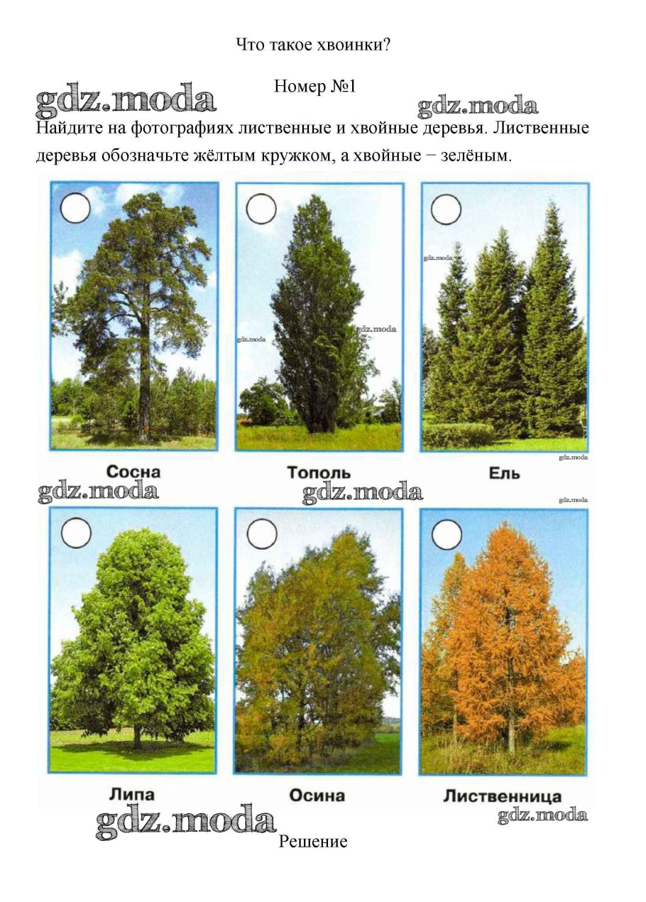 Схема древесно кустарниковых насаждений