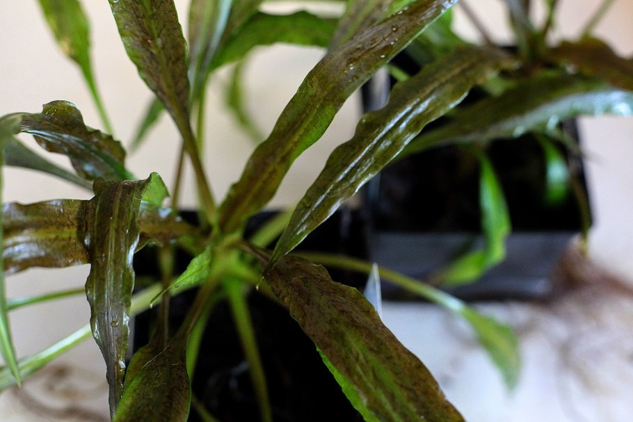 Cryptocoryne SP. Flamingo