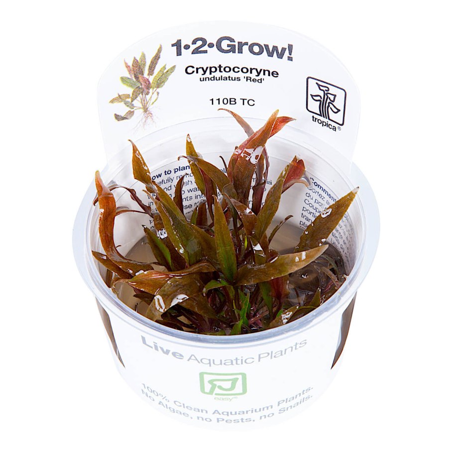 Cryptocoryne albida (Альбида)