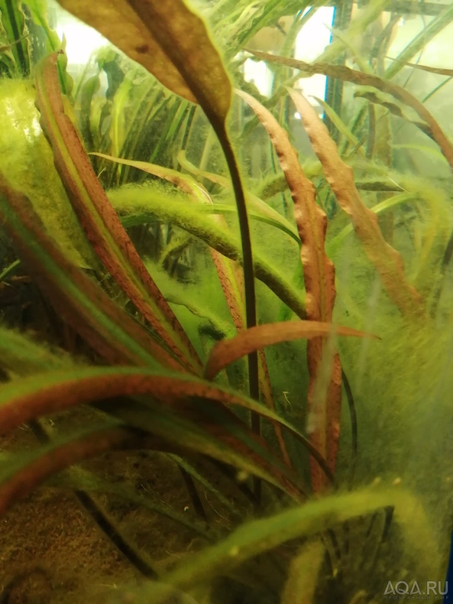 Cryptocoryne SP. 'Maharashtra Red' Криптокорина Махараджа