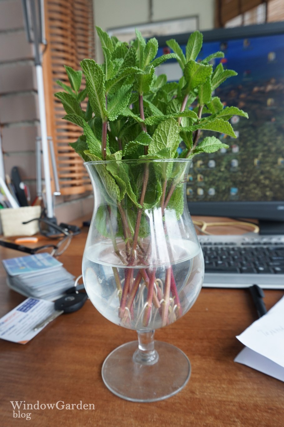 Воздушные растения аэрофиты