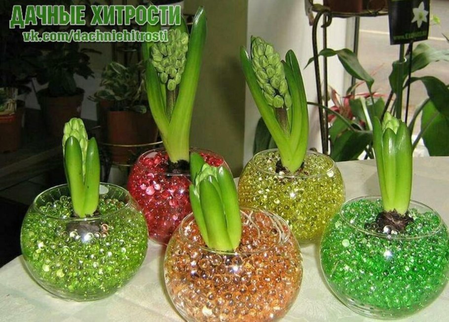 Открытая система для орхидей фаленопсис