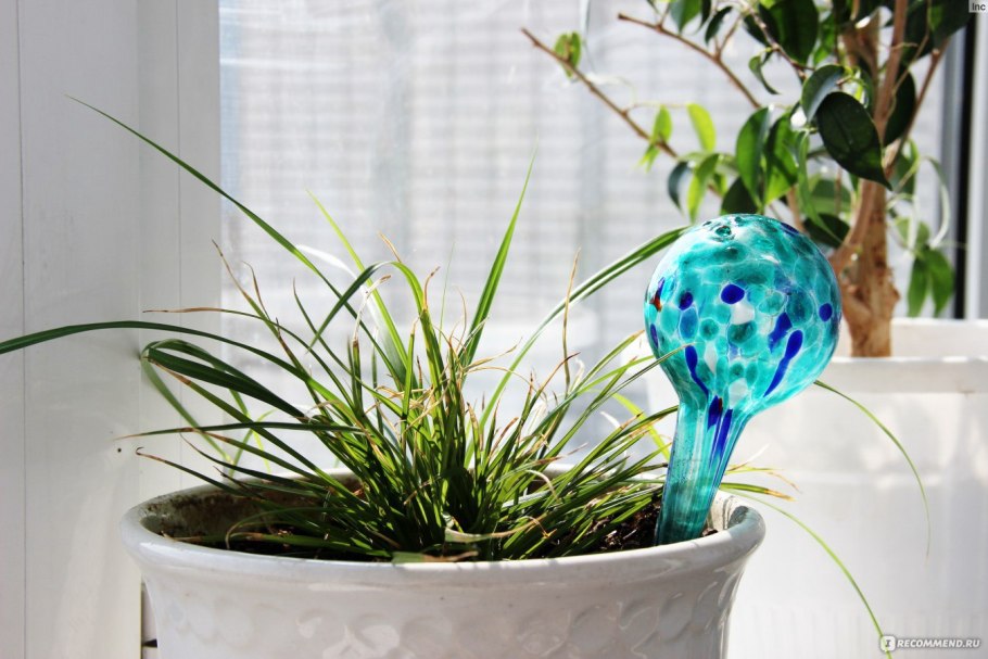 Цикламен в плошке