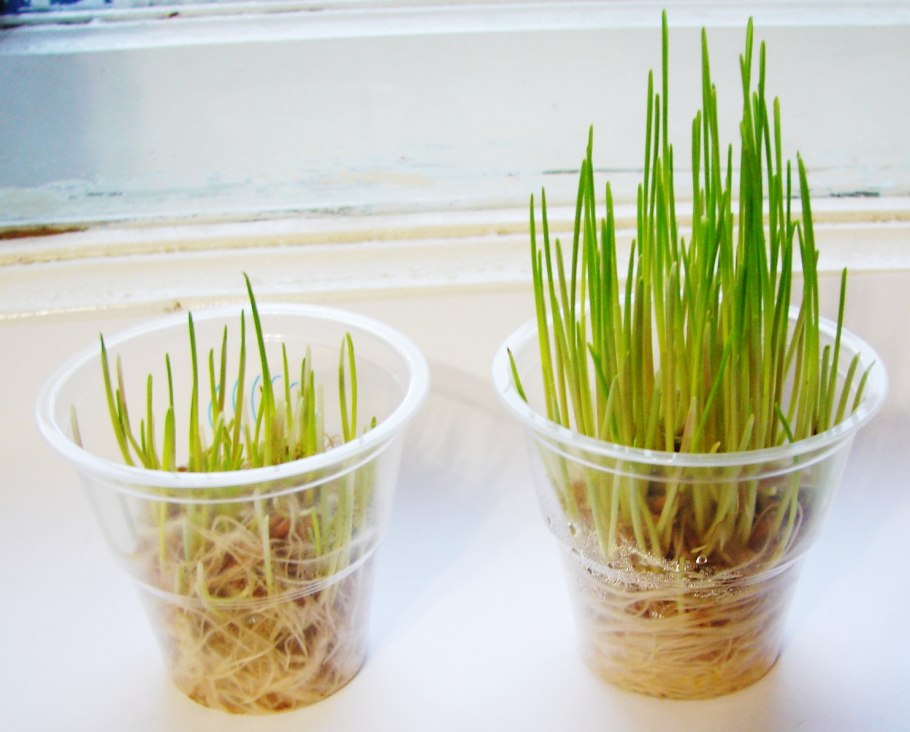 Цветы в гидрогеле