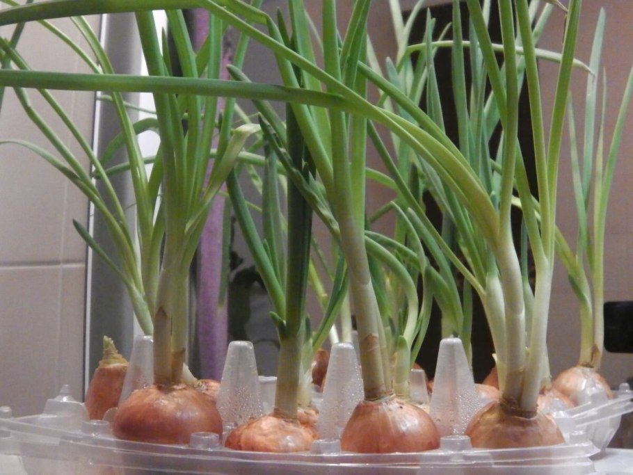 Циперус рассада