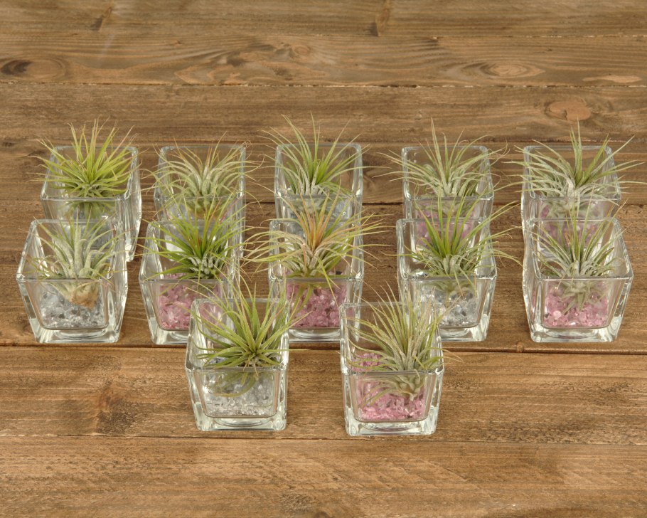 Проращивание черенков роз