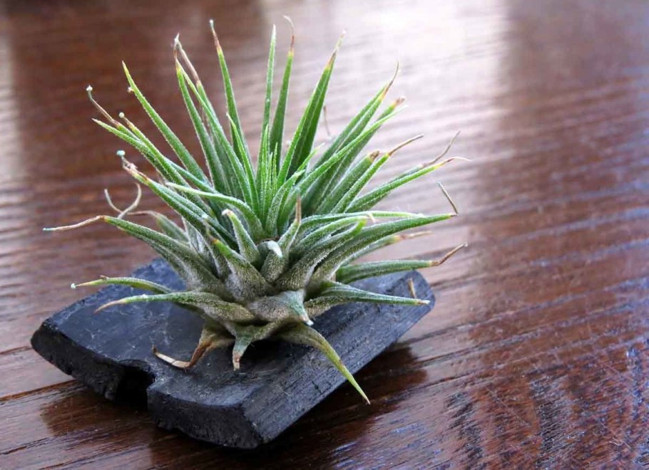 Прорастить бамбук