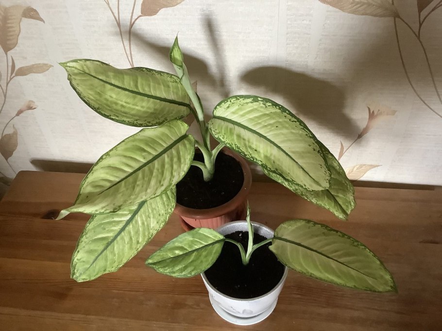 Диффенбахия пятнистая (Dieffenbachia maculata)