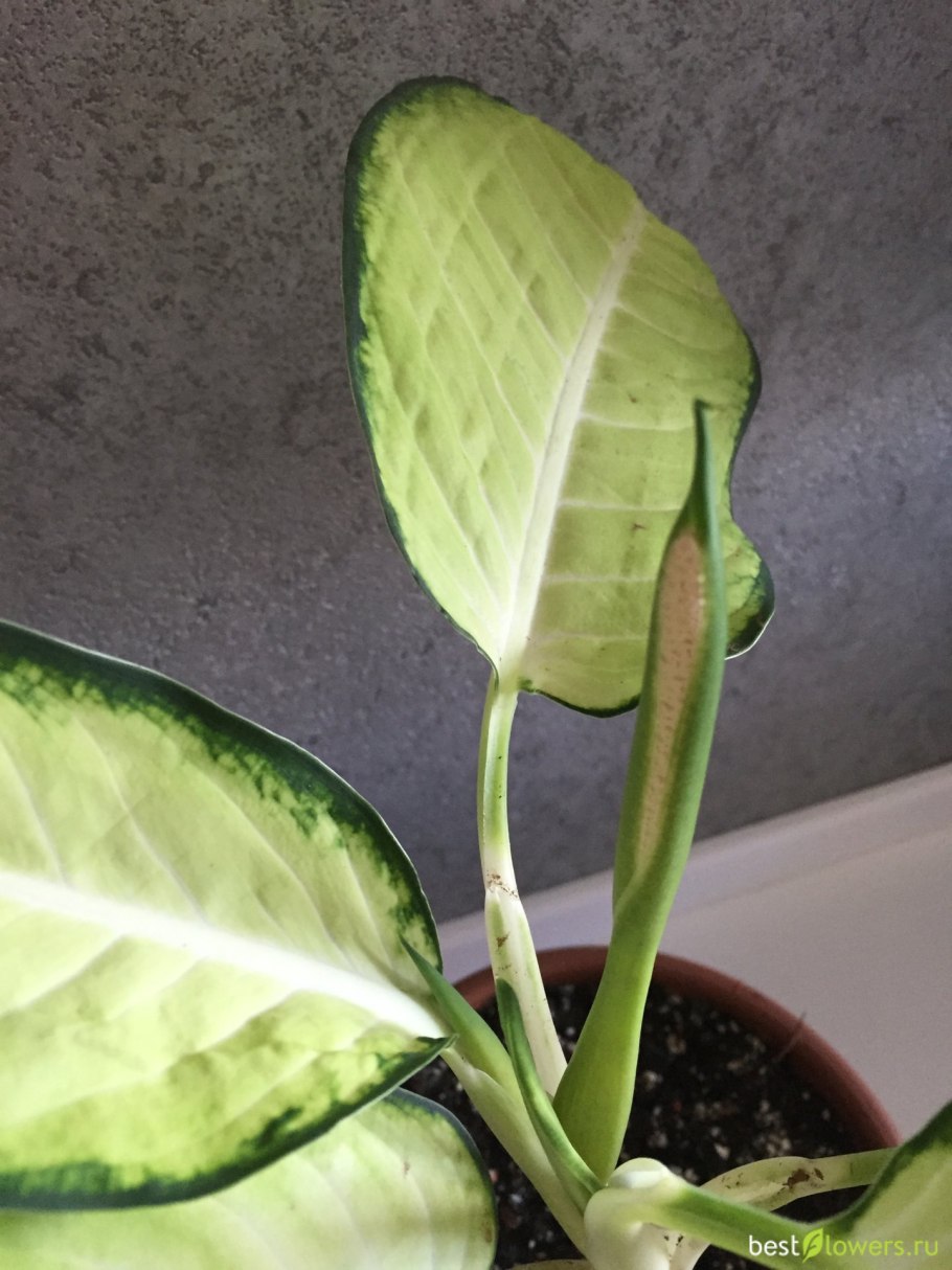 Диффенбахия Баузе (Dieffenbachia bausei)