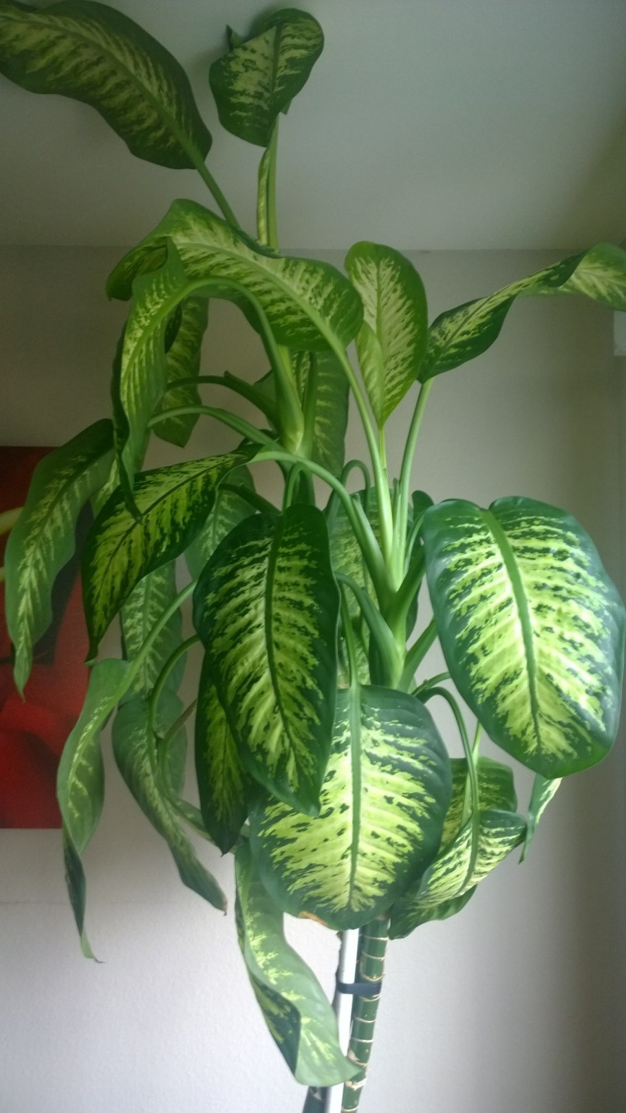 Диффенбахия (Dieffenbachia)