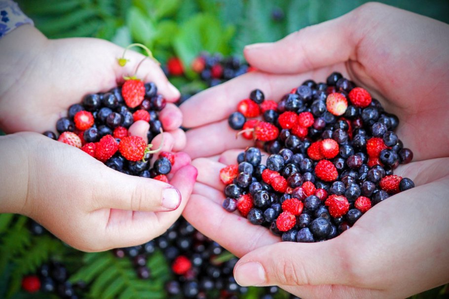 Ягода Волчье лыко