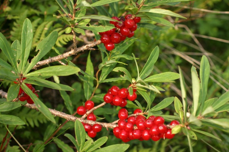 Actaea — Воронец