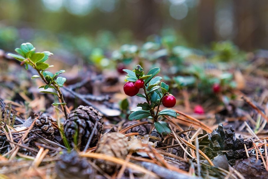 Клюква в карелии