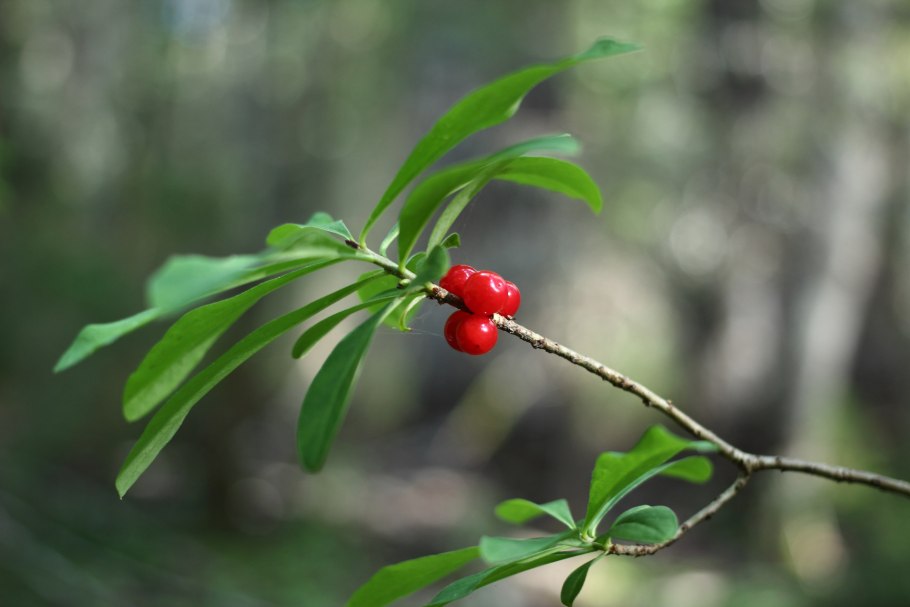 Ягода Волчье лыко