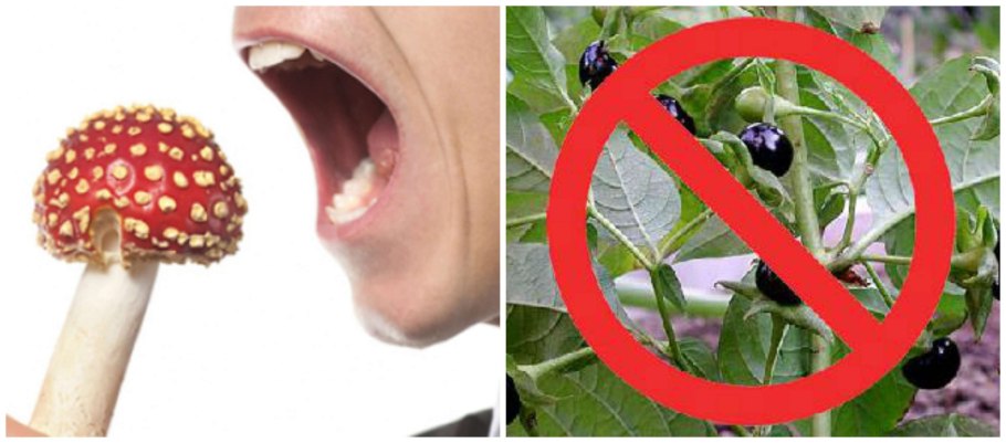 Вороний глаз ядовитое растение