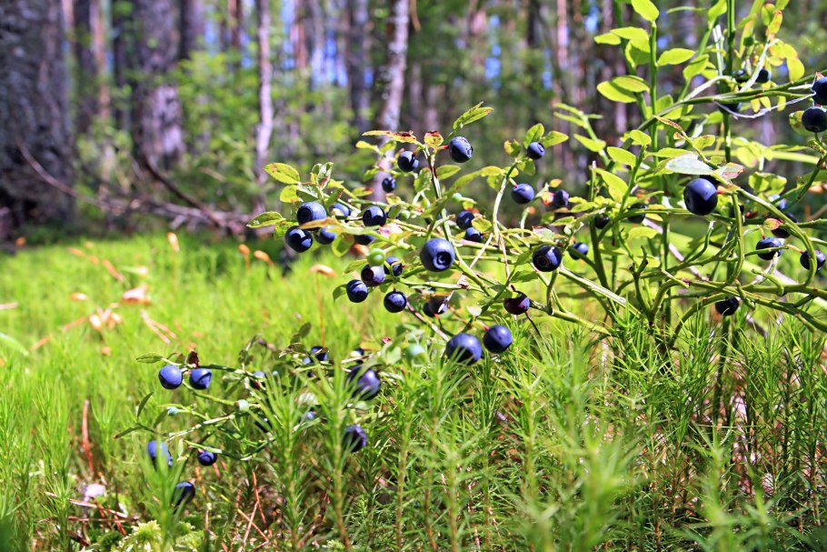 Опасность отравления ягодами и грибами в лесу детей