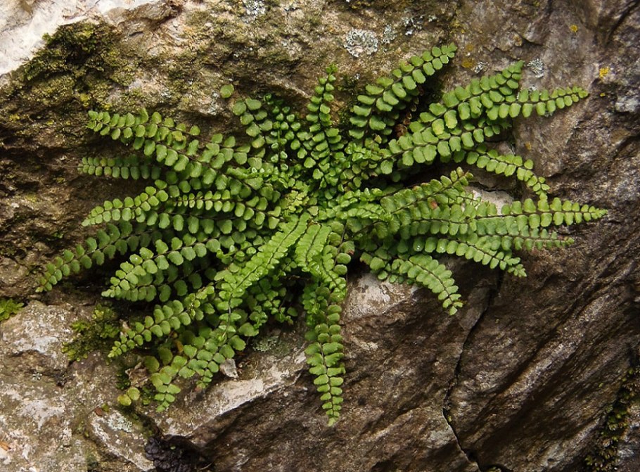 Asplenium Ceterach
